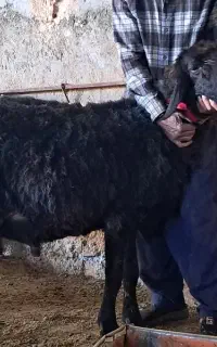 بره نر هترو