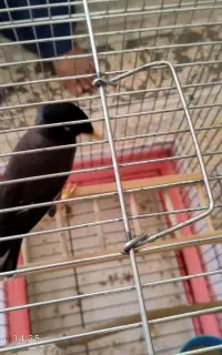مرغ مینا