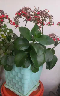 گلهای طبیعی
