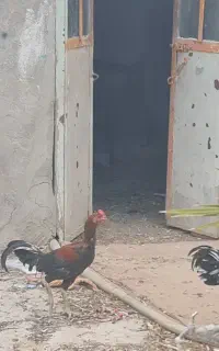 خروس لاری