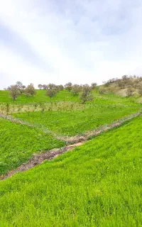 یک قطعه باغ بادام
