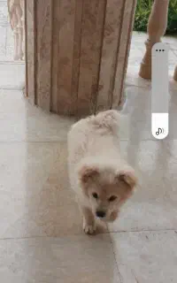 سگ پامر