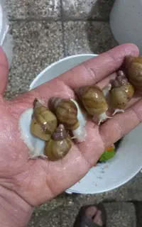 واگذاری حلزون کلاژن ساز