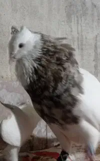 پرنده