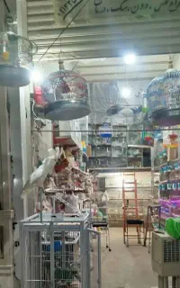 کاکادو خورشیدی قناری