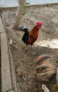 خروس