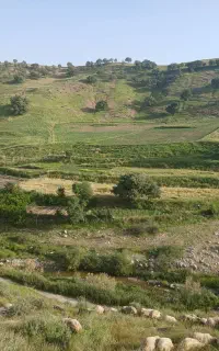 گوسفند مایه زید دوکت