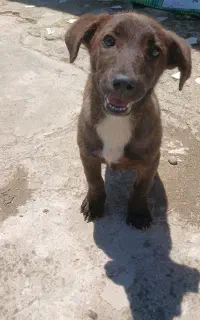 واگذاری سگ