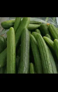 خیار تازه
