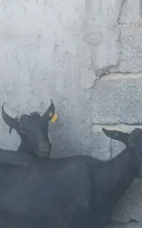 بزمورسیا