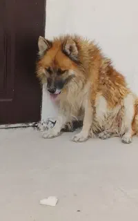 سگ نژاددار نر