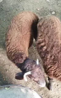 بره نر قصابی