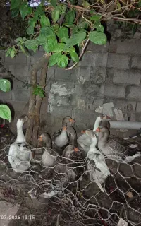 غاز محلی