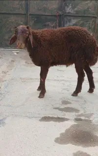 بره نر