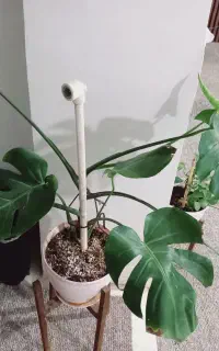 گل  سرحال وشادابی بزرگ
