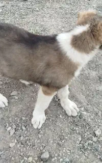 توله سگ خراسانی