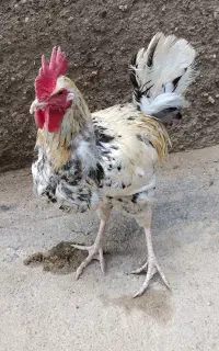 خروس گلین لری اصل جوان تازه بالغ