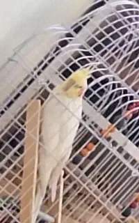 عروس هلندی