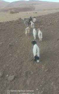 ۱۰عدد بزغاله