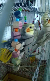 عروس هلندی سخنگو