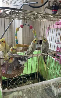 عروس هلندی