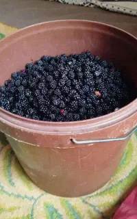تمشک تازه محلی