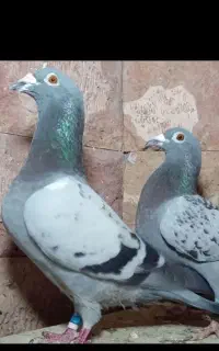 کبوتر مسافتی پلاکی