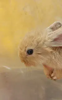 خرگوش. بچه