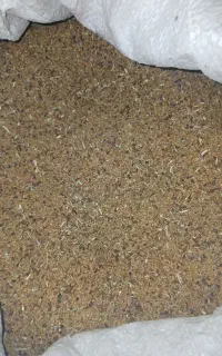 ۱۵۰کیلو بذر یونجه گرمسیری