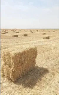 پرس گندم و جو بدون علف