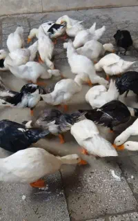 دونه ای ۴۰۰