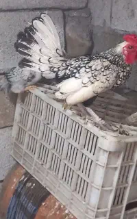 یکجفت سیبیرایت با دوتا جوجه یکماهه