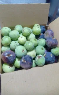 انجیر اعلا