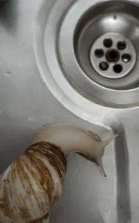 حلزون بالغ