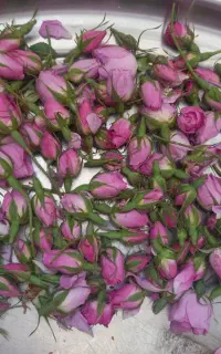 گل محمدی