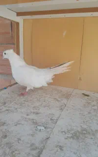 گبوتر