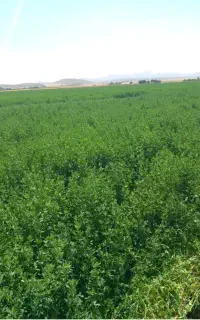 یونجه چین دوم