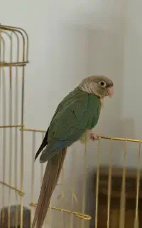 گرینچیک جفت