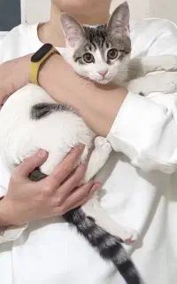 گربه پارک بهار