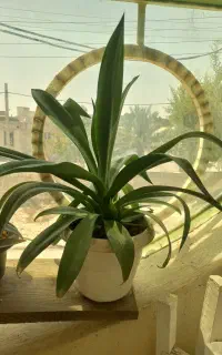 ۳عدگل باگلدان
