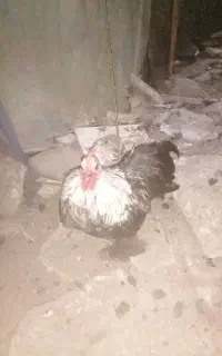 خروس کوشین1100