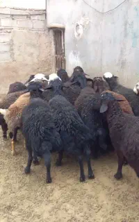 شیشک قوچ قره قزل