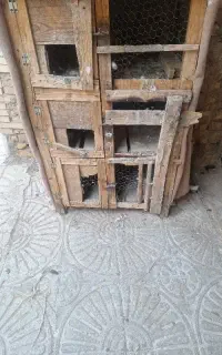 قفس کبوتر