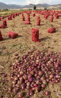 جویای کار .برای اکیب جوان و کارکن