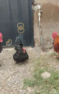 خروس سالم