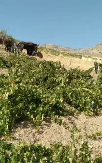 انگور دیم