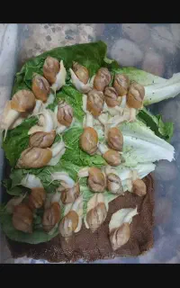 حلزون  البینو