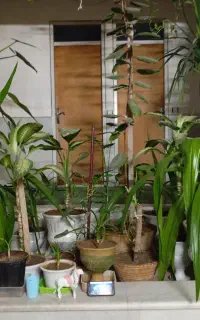 گل وگلدان