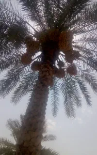 اجاره ۲۰درخت خرما