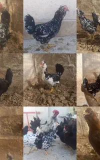 تخم نطفه دار گلین لری اصل